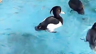 Ducks