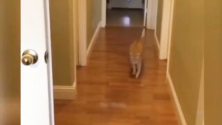Funny vedio of cat & dogs