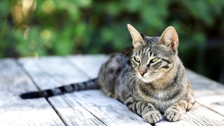Feline Attitude
