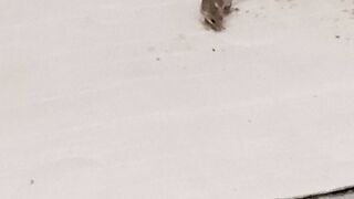 How fun the mouse is playing