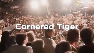 Corner tiger pti????????????????
