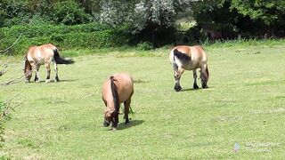 Horse animals