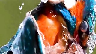 BIRDS BEAUTY