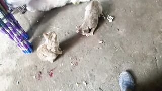 Cat eating meet