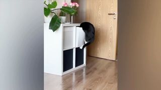 The funniest animals / Fun with cats and dogs
