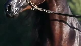 Beautiful and Fast Racing Horse