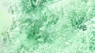 Funny chicken