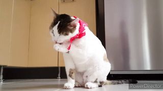 Cute funny cats