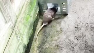 Most Funny Video Viral on internet