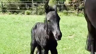 Horse and his Cute Baby