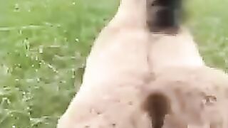 Жеребёнок