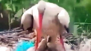 Мамочка защищает своих малышей от града.