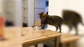 Смешные Коты и Кошки №1 . Приколы с Котами и Кошками 2021