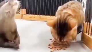 смешное животное