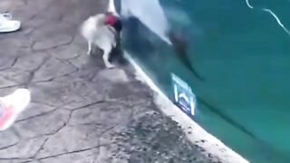 Смешной 2