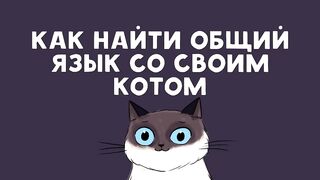 Изучаем кошачий язык