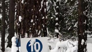 Russia winter forest