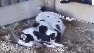 Ох уж эти гости