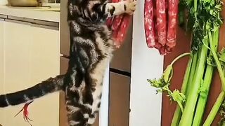 Котоколбасные объятия !!