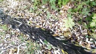 Струмок в парку