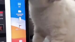 Любимые котики