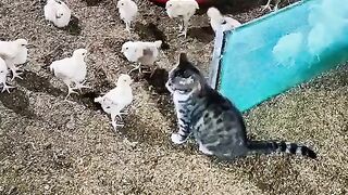 Любимые котики часть 2