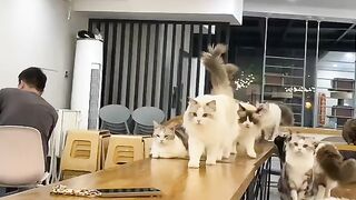Любимые котики часть 3