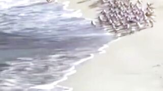 Умилительно.