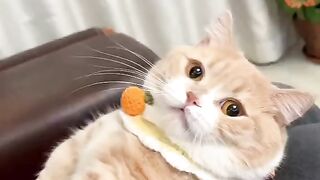 LOVE Cats  1