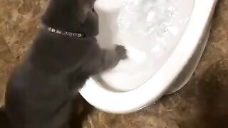 LOVE Cats 3