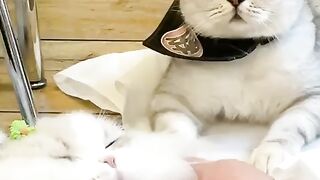 LOVE Cats  4