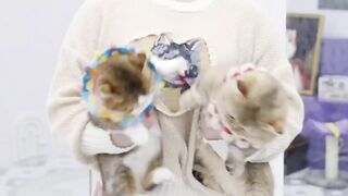 LOVE Cats 6