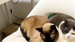 LOVE Cats 7