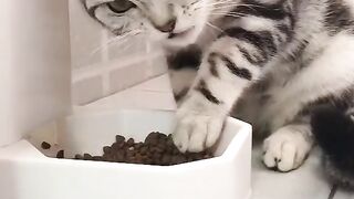 LOVE Cats 8