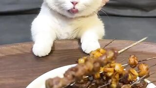 LOVE Cats 11