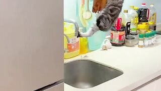 LOVE Cats 13