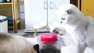 LOVE Cats 14