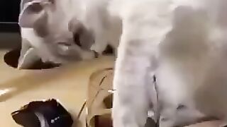 Днюха