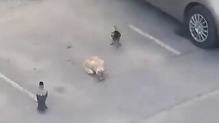 Вороны