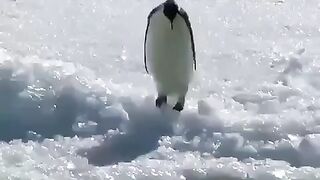 Рутинные будни пингвина