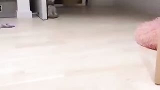 Cute Dog - #66