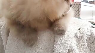 Cute Dog - #69