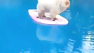 Cute Dog - #70