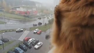 Cute Dog - #71