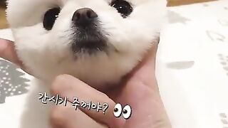 Cute Dog - #72