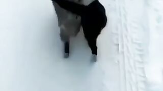 Коты