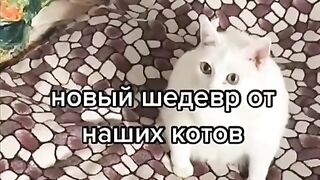 Не хочу сметаны