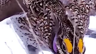 Приглашаю вас на танец.