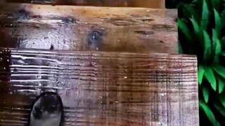 Прохладная тень и травяной ковер - лес.