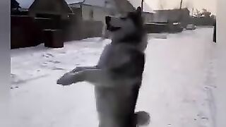 Песик танцює